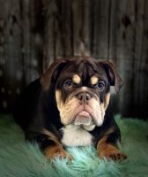 English Bulldog Puppies for sale in Checotah, OK 74426, USA. price: NA