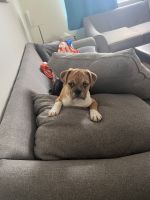 English Bulldog Puppies for sale in Rochester, NY, USA. price: NA