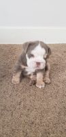 English Bulldog Puppies for sale in Akron, OH, USA. price: NA
