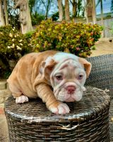 English Bulldog Puppies for sale in San Bruno, CA, USA. price: NA