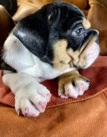 English Bulldog Puppies for sale in Bethlehem, PA, USA. price: NA