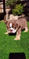 English Bulldog Puppies for sale in Los Angeles, CA, USA. price: NA