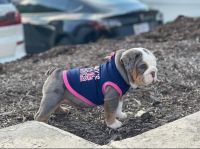 English Bulldog Puppies for sale in Annapolis, MD, USA. price: NA