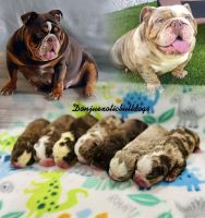 English Bulldog Puppies for sale in West Palm Beach, FL, USA. price: NA