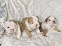 English Bulldog Puppies for sale in Long Beach, CA 90804, USA. price: NA