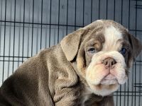 English Bulldog Puppies for sale in El Paso, TX, USA. price: NA