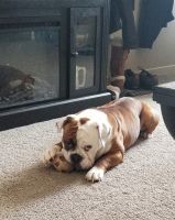 English Bulldog Puppies for sale in Bethel Acres, OK 74801, USA. price: NA