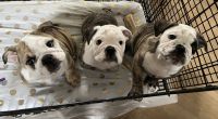 English Bulldog Puppies for sale in Browns Summit, NC 27214, USA. price: NA