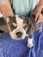 English Bulldog Puppies for sale in Sun City, AZ 85387, USA. price: NA