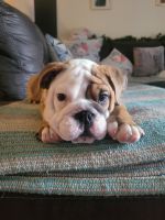English Bulldog Puppies for sale in San Antonio, TX 78257, USA. price: NA