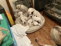 English Bulldog Puppies for sale in Westminster, SC 29693, USA. price: NA