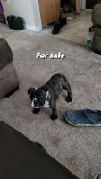 English Bulldog Puppies for sale in Detroit, MI, USA. price: NA