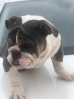 English Bulldog Puppies for sale in Cleveland, NC 27013, USA. price: NA