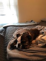 English Bulldog Puppies for sale in Cookeville, TN, USA. price: NA