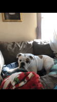 English Bulldog Puppies for sale in Wadsworth, OH 44281, USA. price: NA