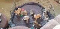 English Bulldog Puppies for sale in Stanwood, WA 98292, USA. price: NA