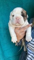English Bulldog Puppies for sale in Waterford Twp, MI, USA. price: NA