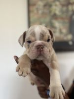 English Bulldog Puppies for sale in 26 Okane St, Central Islip, NY 11722, USA. price: NA