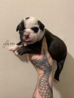 English Bulldog Puppies for sale in Toms River, NJ 08755, USA. price: NA