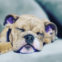 English Bulldog Puppies for sale in Rosedale, MD, USA. price: NA