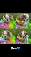 English Bulldog Puppies for sale in Bardstown, KY 40004, USA. price: NA
