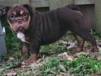 English Bulldog Puppies for sale in West Palm Beach, FL, USA. price: NA