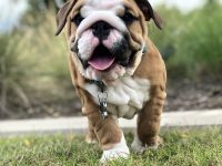 English Bulldog Puppies for sale in Dallas, TX, USA. price: NA
