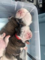 English Bulldog Puppies for sale in Franklin, NH, USA. price: NA