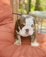 English Bulldog Puppies for sale in Mobile, AL, USA. price: NA