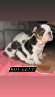 English Bulldog Puppies for sale in Miami, FL, USA. price: NA