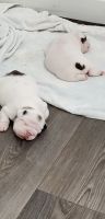 English Bulldog Puppies for sale in Myrtle Beach, SC, USA. price: NA