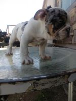 English Bulldog Puppies for sale in 6915 Via Marbella St, Hesperia, CA 92345, USA. price: NA