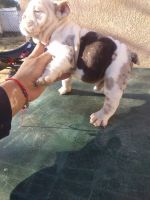 English Bulldog Puppies for sale in 6915 Via Marbella St, Hesperia, CA 92345, USA. price: NA