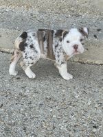 English Bulldog Puppies for sale in Prince George's County, MD, USA. price: NA