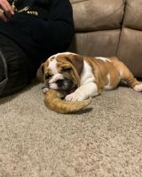 English Bulldog Puppies for sale in Middleburg, FL 32068, USA. price: NA