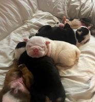 English Bulldog Puppies for sale in Locust Grove, GA, USA. price: NA