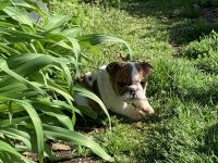 English Bulldog Puppies for sale in Green Forest, AR 72638, USA. price: NA