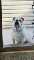 English Bulldog Puppies for sale in Antelope, CA, USA. price: NA