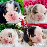 English Bulldog Puppies for sale in Webster, FL 33597, USA. price: NA