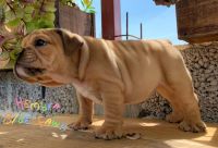 English Bulldog Puppies for sale in Sugar Land, TX, USA. price: NA