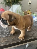 English Bulldog Puppies for sale in Riverside, CA 92509, USA. price: NA