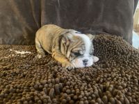 English Bulldog Puppies for sale in Raleigh, NC, USA. price: NA