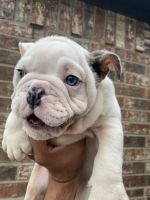English Bulldog Puppies for sale in Josephine, TX, USA. price: NA