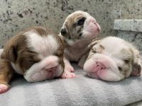 English Bulldog Puppies for sale in Katy, TX, USA. price: NA