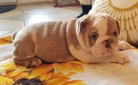 English Bulldog Puppies for sale in St Cloud, FL, USA. price: NA