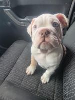 English Bulldog Puppies for sale in Denver, CO 80227, USA. price: NA