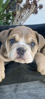 English Bulldog Puppies for sale in Hemet, CA, USA. price: NA