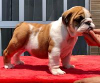 English Bulldog Puppies for sale in San Antonio, TX, USA. price: NA