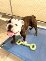 English Bulldog Puppies for sale in Riverside County, CA, USA. price: NA