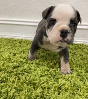 English Bulldog Puppies for sale in Carol City, FL 33055, USA. price: NA